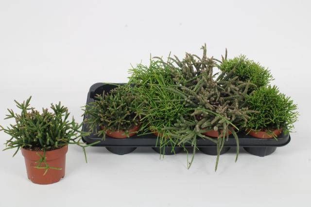 <h4>RHIPSALIS GEM</h4>