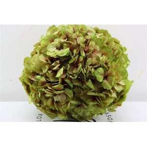 Pres Hydrangea Xl Green Antique Pcs