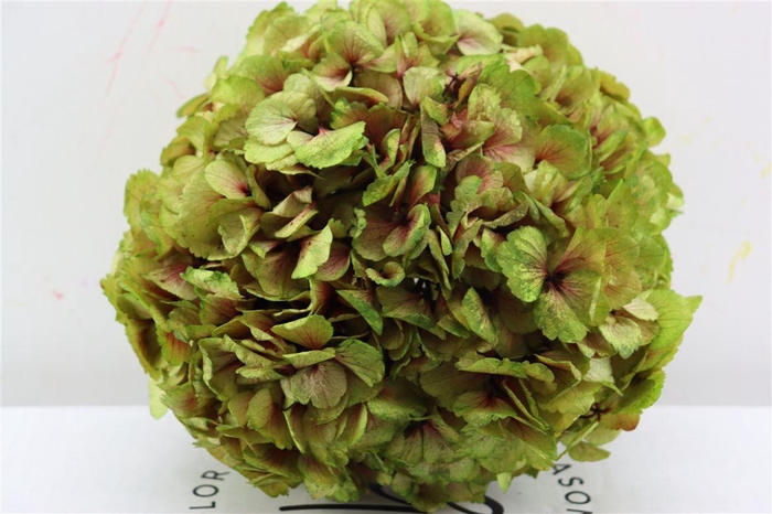 <h4>Pres Hydrangea Xl Green Antique Pcs</h4>