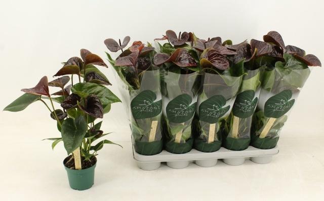 <h4>ANTHU AN ESSENCIA</h4>