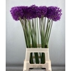 ALLIUM PURPLE SENS
