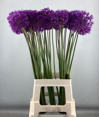 ALLIUM PURPLE SENS
