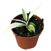 Philodendron Florida Ghost