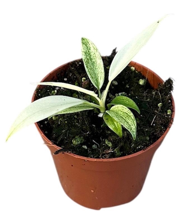 Philodendron Florida Ghost