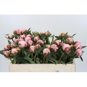 Paeonia Sarah Bernhardt