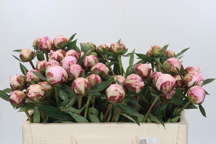 <h4>Paeonia Sarah Bernhardt</h4>