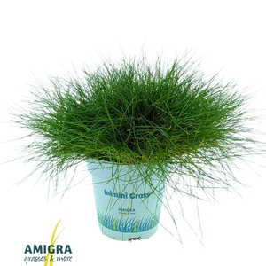 Festuca gautieri AmiGreen®