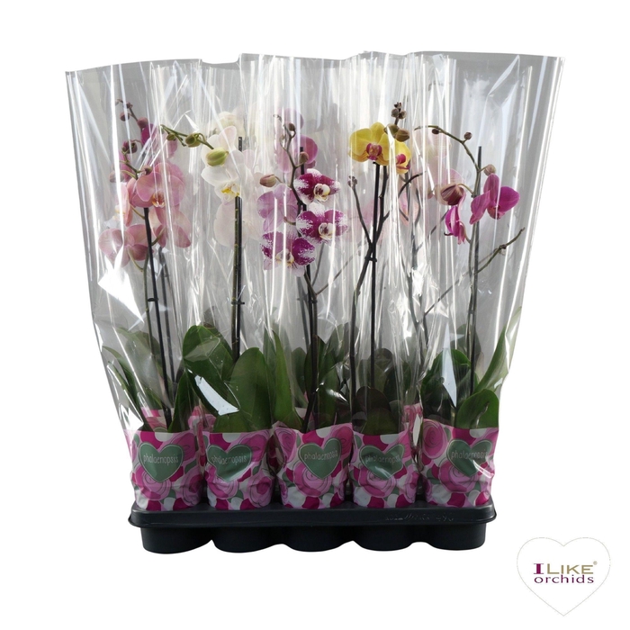 <h4>Phalaenopsis mix - 1 tak 50cm basic</h4>