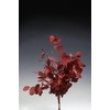 Euca Cinerea Rood