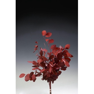 Euca Cinerea Rood Abs