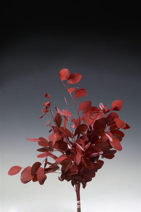 <h4>Euca Cinerea Rood Abs</h4>