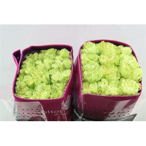 R Gr Exotix Mint