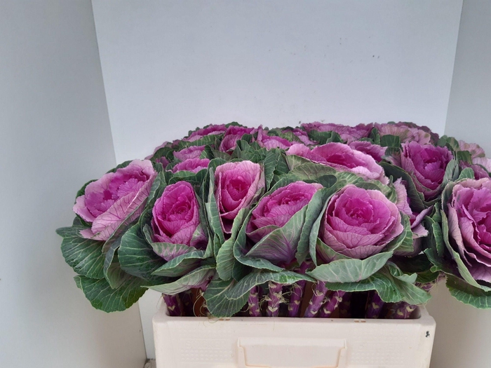 <h4>BRASS RED CRANE</h4>