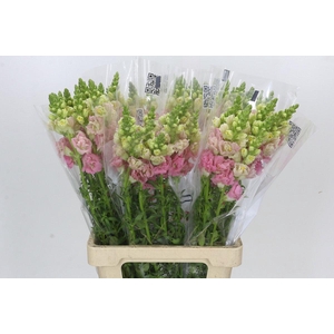 Antirrhinum Holly Double Pink