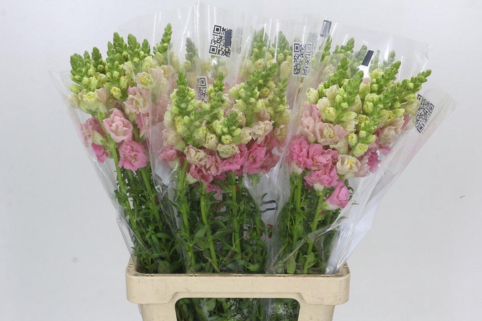 <h4>Antirrhinum Holly Double Pink</h4>
