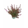 Gaura Gaudi Light Pink