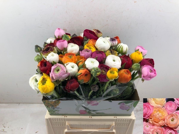 <h4>RAN GEM IN BOS</h4>