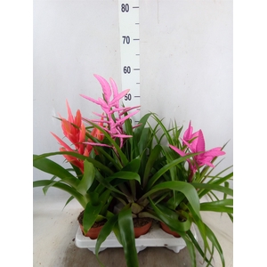 Tillandsia  ...mix