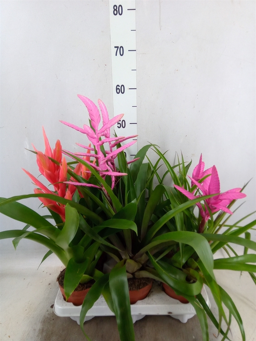 <h4>Tillandsia  ...mix</h4>