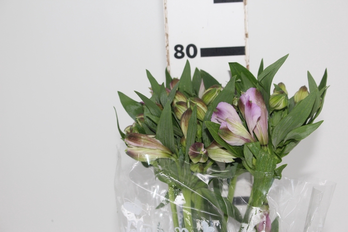 <h4>ALSTROEMERIA PURPLE RAIN 080 CM</h4>