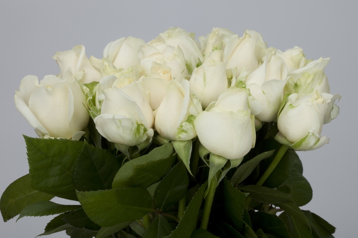 <h4>Rosa Gr Aranka</h4>