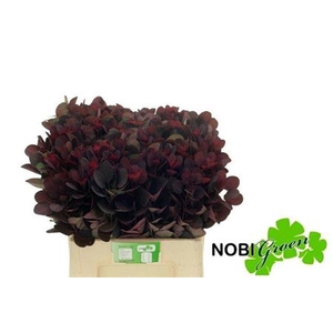 Cotinus Coggygria Rp