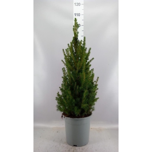 Picea glauca 'Conica'