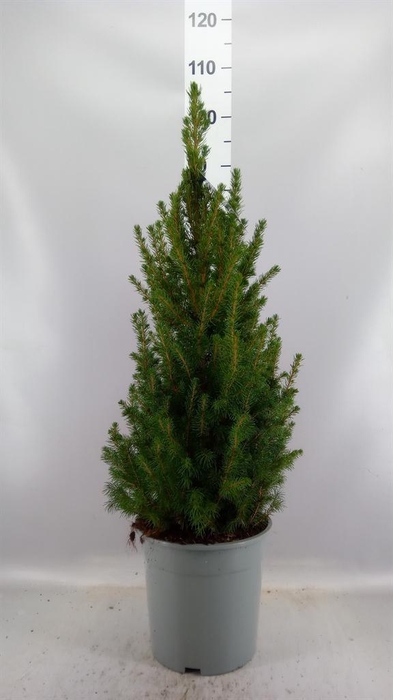 <h4>Picea glauca 'Conica'</h4>
