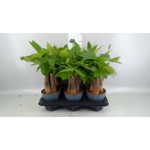 Pachira aquatica