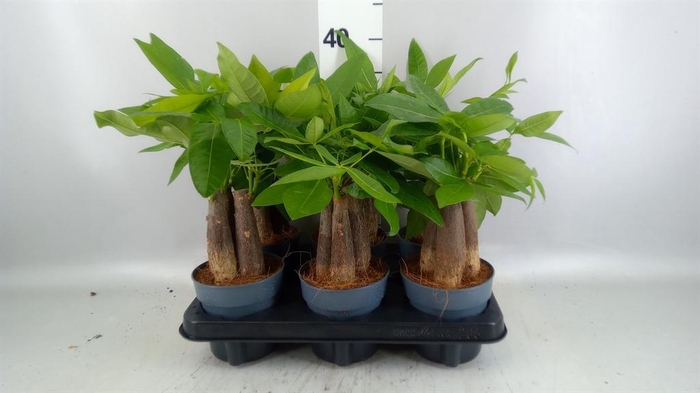 <h4>Pachira aquatica</h4>
