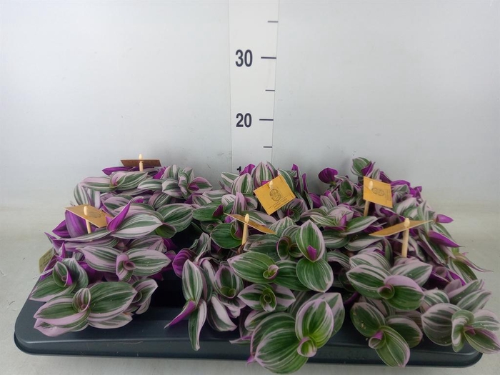 <h4>Tradescantia cerinth. 'Nanouk'</h4>