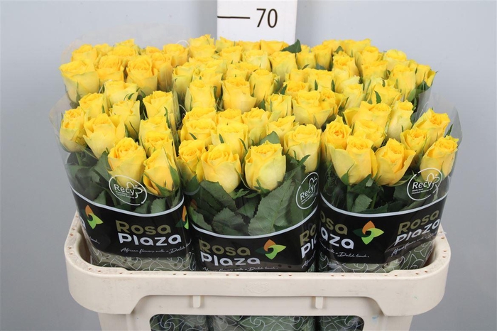 <h4>R Gr Solero</h4>