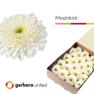 Gerbera Pomponi Moon Kick Doos