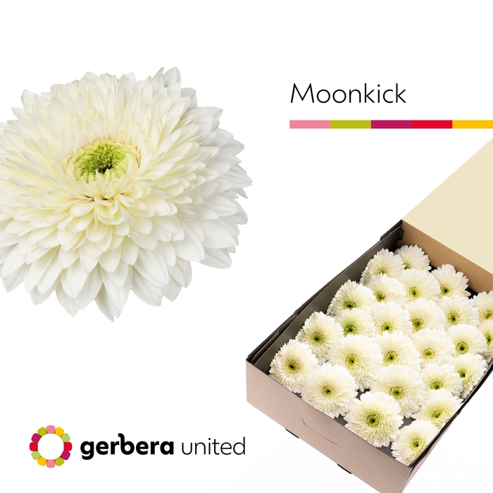 Gerbera Pomponi Moon Kick Doos