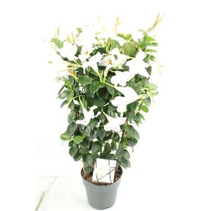 Mandev Diamant Jw Trellis - 1153