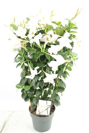 <h4>Mandev Diamant Jw Trellis - 1153</h4>