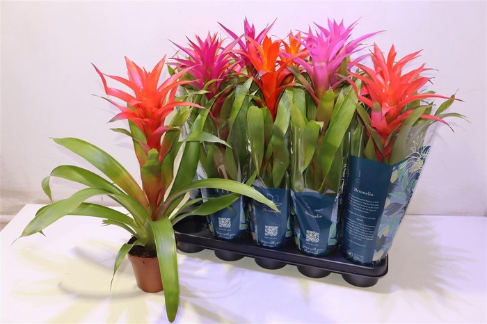 <h4>arr8 Guzm Gem 5 Srt</h4>