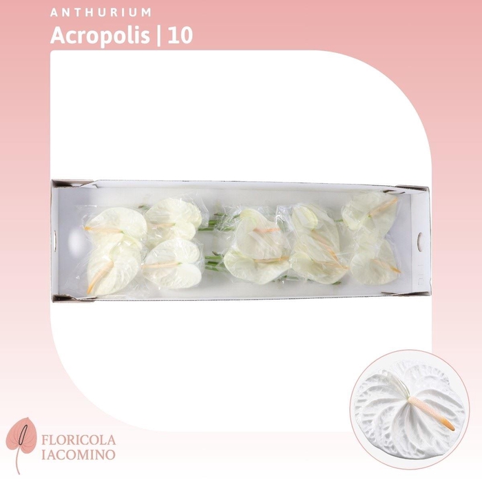 <h4>Anthurium Acropolis</h4>