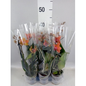Phalaenopsis multi. 'Ant Bolzano'