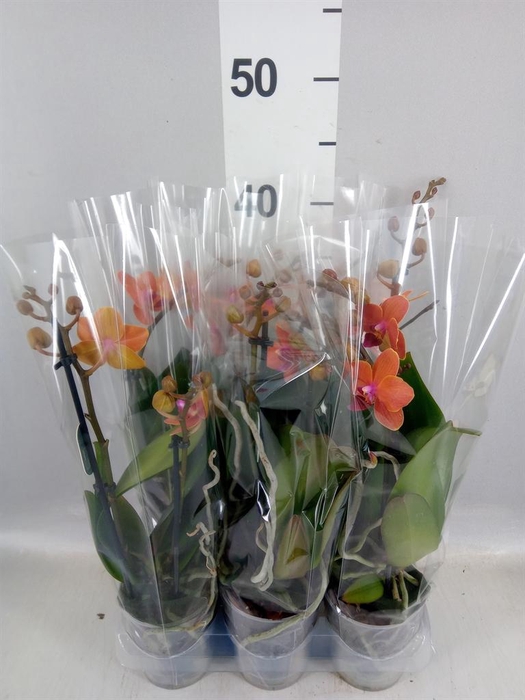 <h4>Phalaenopsis multi. 'Ant Bolzano'</h4>