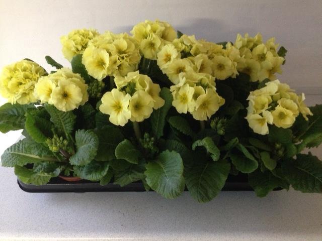 <h4>PRIMULA VERIS</h4>