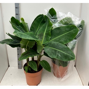 MUSA DWARF CAVENDISH