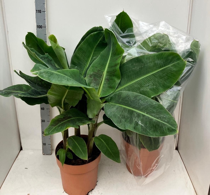 <h4>MUSA DWARF CAVENDISH</h4>