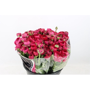 Ran Elegance Hot Pink