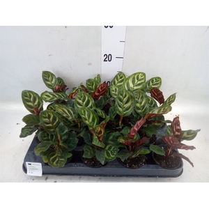 Calathea makoyana