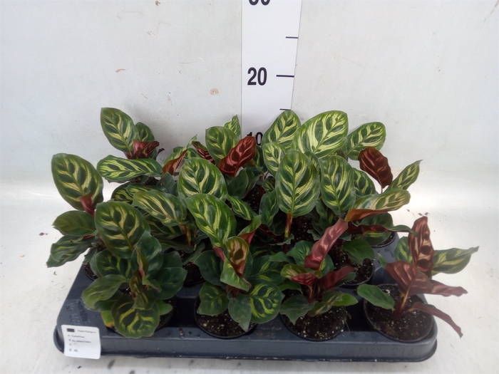 <h4>Calathea makoyana</h4>