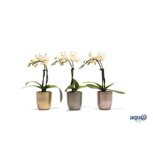 Hugo Luxury Mix Tiny Dolls Wit 2T12+ Aqu@