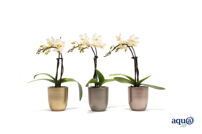 <h4>Hugo Luxury Mix Tiny Dolls Wit 2T12+ Aqu@</h4>