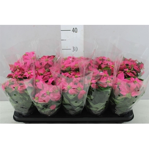 Euphorbia Princettia Hot Pink Midi