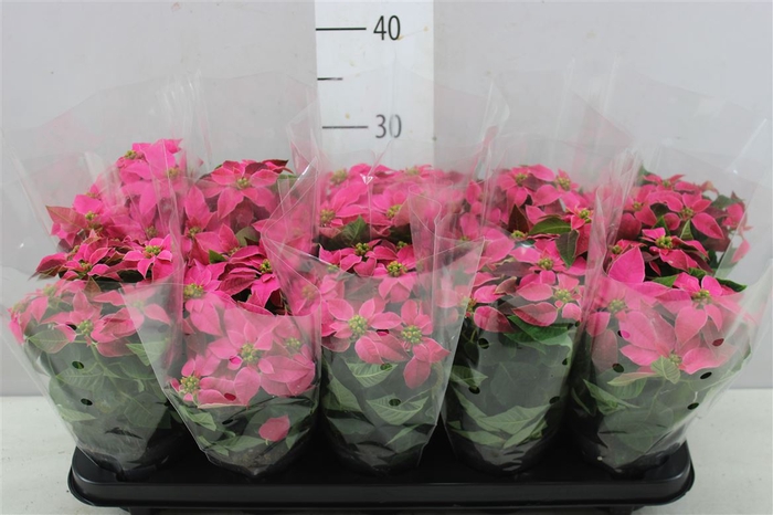 Euphorbia Princettia Hot Pink Midi